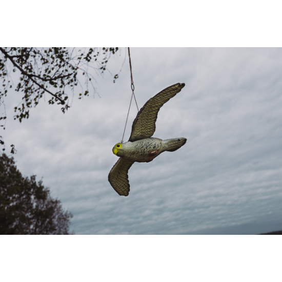 Lietajúci sokol- strašiak vtákov a hlodavcov