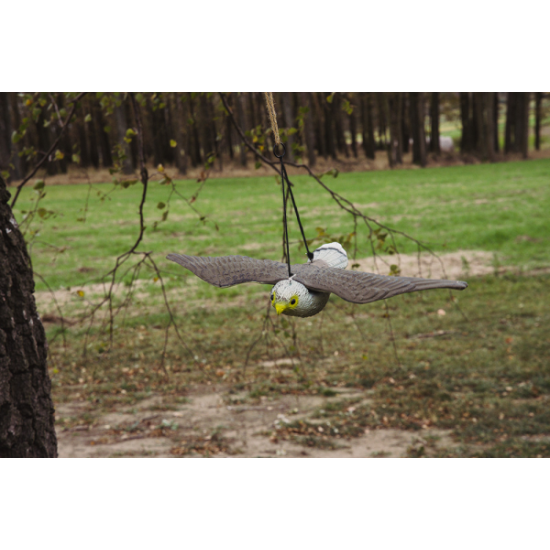 Lietajúci sokol- strašiak vtákov a hlodavcov