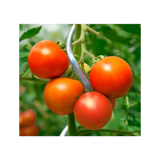 Špirálová paradajková tyč 1,8 m BRADAS