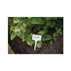 Menovka, fixka 10ks, 15x5.5cm