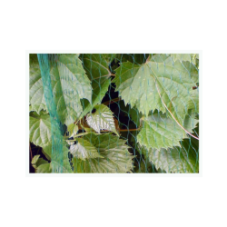 Ochranná sieť pre vtáky 4x20m 10g/m2 BIRD SIEŤ