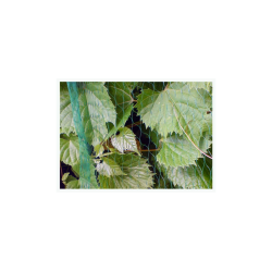 Ochranná sieť pre vtáky 4x20m 10g/m2 BIRD SIEŤ Ochranná sieť pre vtáky 4x20m 10g/m2 BIRD SIEŤ