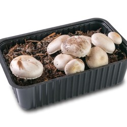 Pestovateľská sada Šampiňón biely 3L (Agaricus Bisporus)