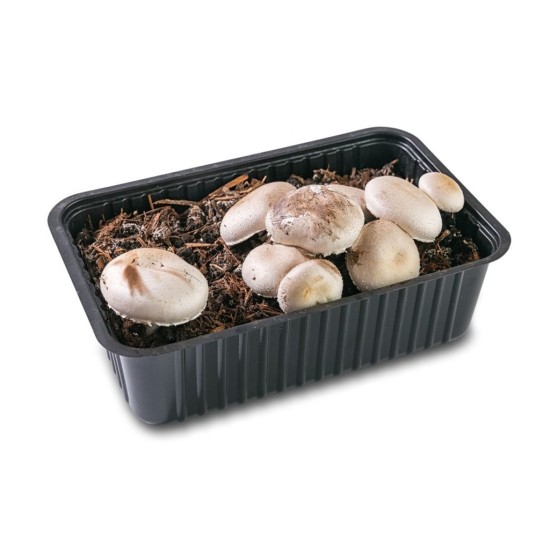 Pestovateľská sada Šampiňón biely 3L (Agaricus Bisporus) Pestovateľská sada Šampiňón biely 3L (Agaricus Bisporus)