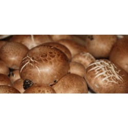 Súprava na pestovanie hnedých húb 3L (Agaricus bisporus)