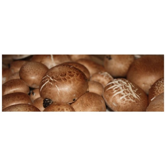Súprava na pestovanie hnedých húb 3L (Agaricus bisporus) Súprava na pestovanie hnedých húb 3L (Agaricus bisporus)