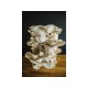 Zmes na pestovanie hlivy ustricovej 15 kg (Pleurotus ostreatus) Zmes na pestovanie hlivy ustricovej 15 kg (Pleurotus ostreatus)