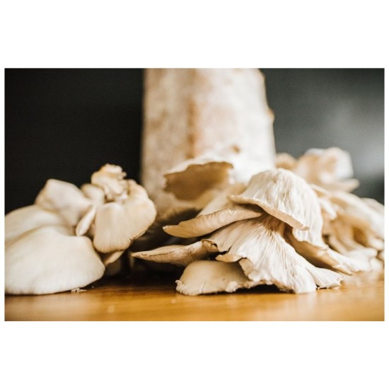 Zmes na pestovanie hlivy ustricovej 15 kg (Pleurotus ostreatus) Zmes na pestovanie hlivy ustricovej 15 kg (Pleurotus ostreatus)