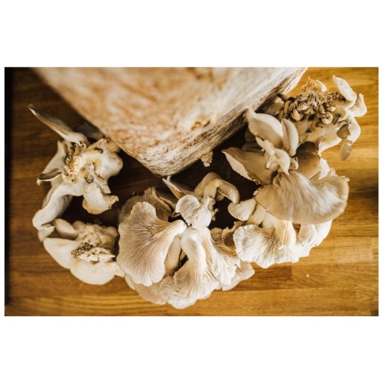 Zmes na pestovanie hlivy ustricovej 15 kg (Pleurotus ostreatus) Zmes na pestovanie hlivy ustricovej 15 kg (Pleurotus ostreatus)