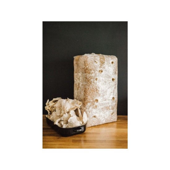 Zmes na pestovanie hlivy ustricovej 15 kg (Pleurotus ostreatus) Zmes na pestovanie hlivy ustricovej 15 kg (Pleurotus ostreatus)