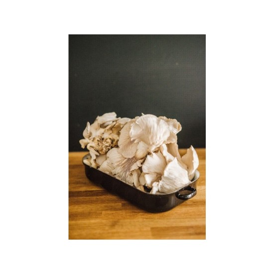 Zmes na pestovanie hlivy ustricovej 15 kg (Pleurotus ostreatus) Zmes na pestovanie hlivy ustricovej 15 kg (Pleurotus ostreatus)