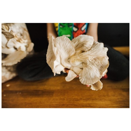 Zmes na pestovanie hlivy ustricovej 15 kg (Pleurotus ostreatus) Zmes na pestovanie hlivy ustricovej 15 kg (Pleurotus ostreatus)