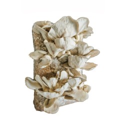 Zmes na pestovanie hlivy ustricovej 15 kg (Pleurotus ostreatus) Zmes na pestovanie hlivy ustricovej 15 kg (Pleurotus ostreatus)