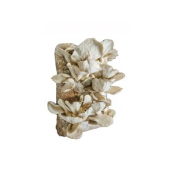 Zmes na pestovanie hlivy ustricovej 15 kg (Pleurotus ostreatus)