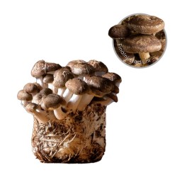 Substrát SHII TAKE - jedlá húževnatosť 3,5 kg Substrát SHII TAKE - jedlá húževnatosť 3,5 kg