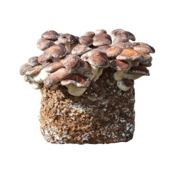 Substrát SHII TAKE - jedlá húževnatosť 3,5 kg Substrát SHII TAKE - jedlá húževnatosť 3,5 kg