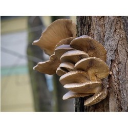Hliva ustricová 20ks - mycélium na kolíkoch (Pleurotus ostreatus) Hliva ustricová 20ks - mycélium na kolíkoch (Pleurotus ostreatus)