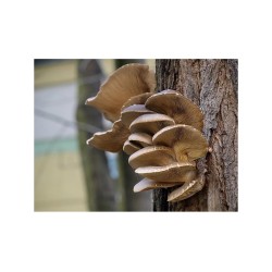 Hliva ustricová 20ks - mycélium na kolíkoch (Pleurotus ostreatus) Hliva ustricová 20ks - mycélium na kolíkoch (Pleurotus ostreatus)