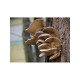 Hliva ustricová 20ks - mycélium na kolíkoch (Pleurotus ostreatus) Hliva ustricová 20ks - mycélium na kolíkoch (Pleurotus ostreatus)