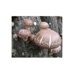 SHII TAKE 20ks - mycélium na kolíkoch