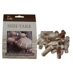 SHII TAKE 20ks - mycélium na kolíkoch