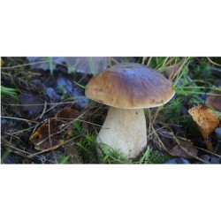 Hríb edulis mykorhízne mycélium