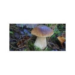 Hríb edulis mykorhízne mycélium Hríb edulis mykorhízne mycélium