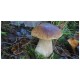 Hríb edulis mykorhízne mycélium Hríb edulis mykorhízne mycélium