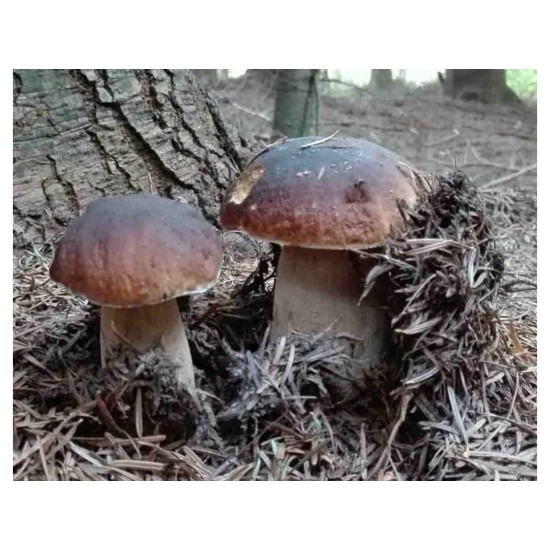 Hríb edulis mykorhízne mycélium Hríb edulis mykorhízne mycélium