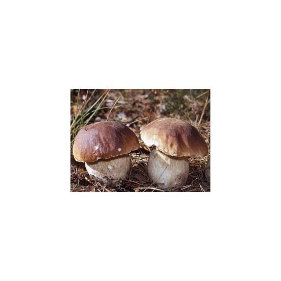 Hríb edulis mykorhízne mycélium Hríb edulis mykorhízne mycélium