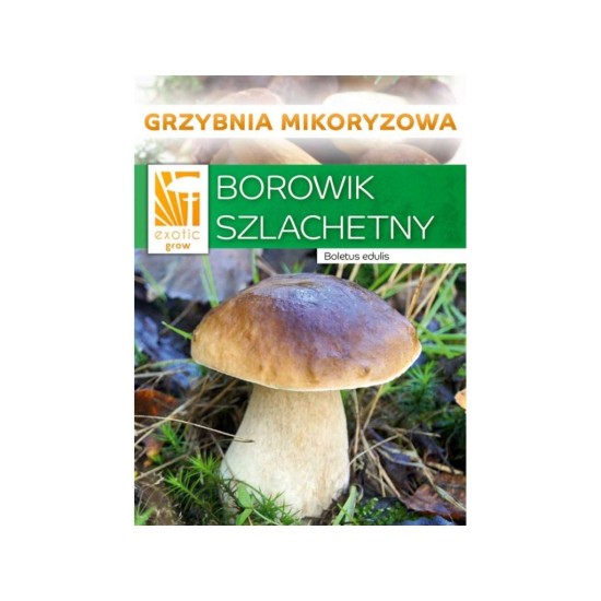 Hríb edulis mykorhízne mycélium Hríb edulis mykorhízne mycélium