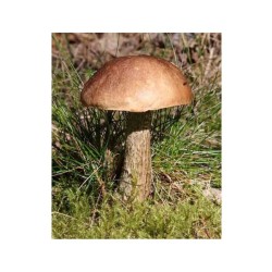 Mykorhízne mycélium brezového kozáka (Leccinum scabrum) Mykorhízne mycélium brezového kozáka (Leccinum scabrum)