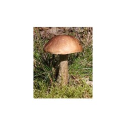 Mykorhízne mycélium brezového kozáka (Leccinum scabrum) Mykorhízne mycélium brezového kozáka (Leccinum scabrum)
