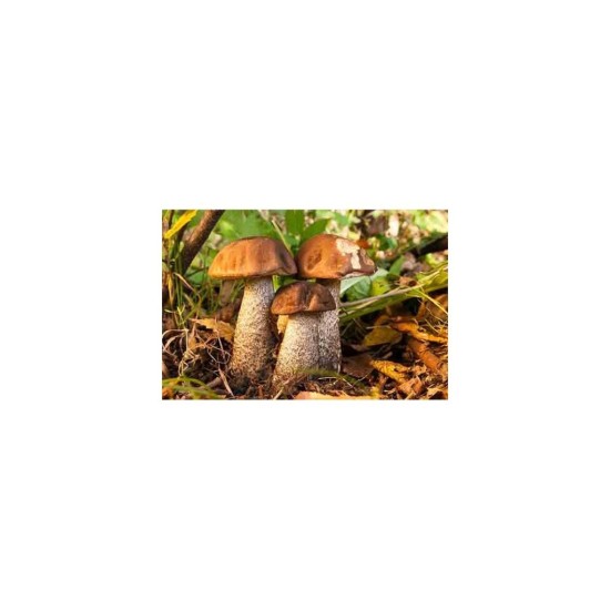 Mykorhízne mycélium brezového kozáka (Leccinum scabrum) Mykorhízne mycélium brezového kozáka (Leccinum scabrum)