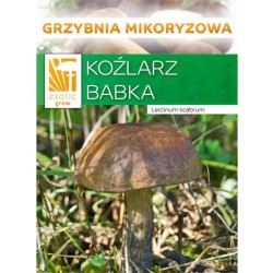 Mykorhízne mycélium brezového kozáka (Leccinum scabrum) Mykorhízne mycélium brezového kozáka (Leccinum scabrum)