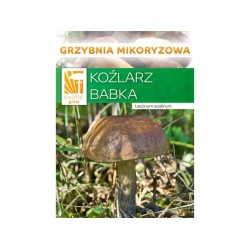 Mykorhízne mycélium brezového kozáka (Leccinum scabrum) Mykorhízne mycélium brezového kozáka (Leccinum scabrum)