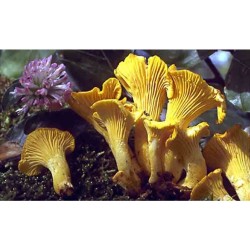 Mykorhízne mycélium líšky (Cantharellus cibarius) Mykorhízne mycélium líšky (Cantharellus cibarius)