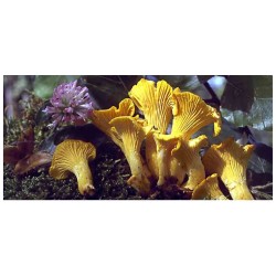 Mykorhízne mycélium líšky (Cantharellus cibarius) Mykorhízne mycélium líšky (Cantharellus cibarius)