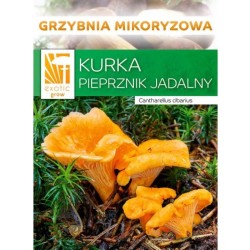 Mykorhízne mycélium líšky (Cantharellus cibarius) Mykorhízne mycélium líšky (Cantharellus cibarius)