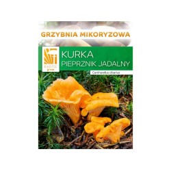 Mykorhízne mycélium líšky (Cantharellus cibarius) Mykorhízne mycélium líšky (Cantharellus cibarius)