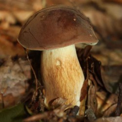 Hríb badius mykorhízne mycélium Hríb badius mykorhízne mycélium