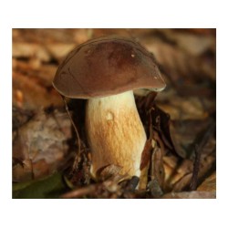 Hríb badius mykorhízne mycélium Hríb badius mykorhízne mycélium