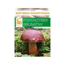 Hríb badius mykorhízne mycélium Hríb badius mykorhízne mycélium