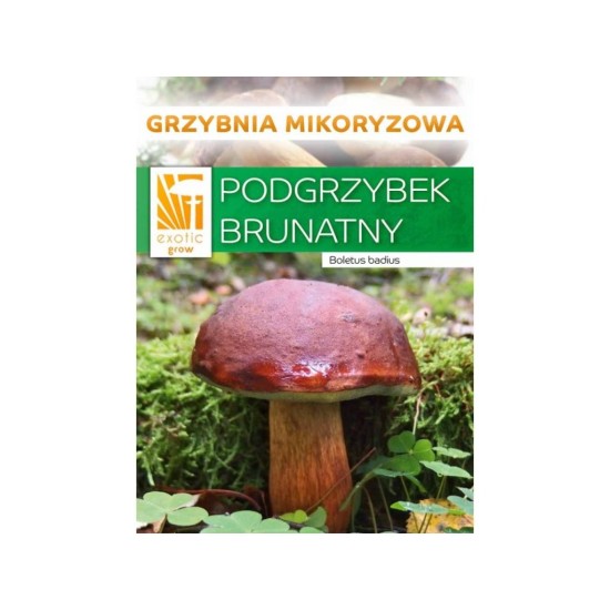 Hríb badius mykorhízne mycélium Hríb badius mykorhízne mycélium