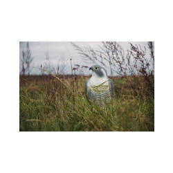 Sokol - strašiak vtákov a hlodavcov