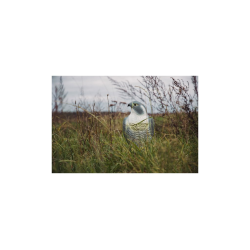 Sokol - strašiak vtákov a hlodavcov