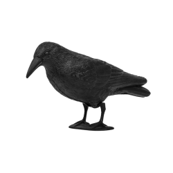 Havran - strašiak vtákov a hlodavcov