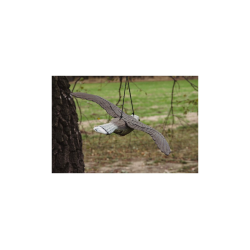 Lietajúci sokol - strašiak vtákov a hlodavcov