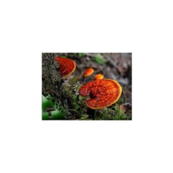 REISHI 20ks - mycélium na kolíkoch REISHI 20ks - mycélium na kolíkoch