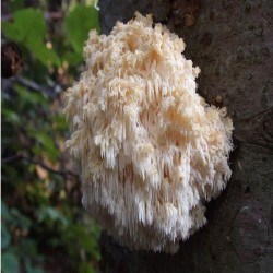 Levia hriva (Hericium erinaceus) 20 ks - mycélium na kolíkoch Levia hriva (Hericium erinaceus) 20 ks - mycélium na kolíkoch